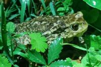 Bufo