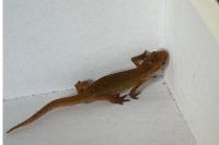 Lissotriton helveticus