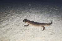 Lissotriton helveticus