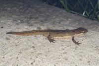 Lissotriton helveticus