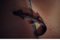 Triturus cristatus