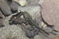 Salamandra salamandra