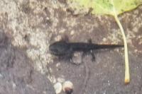 Salamandra salamandra