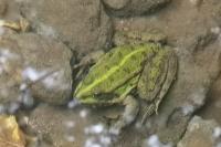 Pelophylax