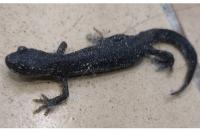 Triturus cristatus