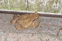 Bufo spinosus