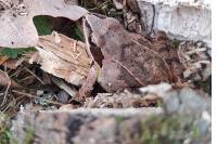 Rana dalmatina