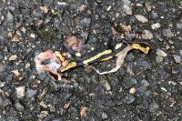 Salamandra salamandra