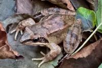 Rana dalmatina