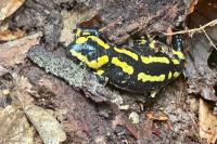 Salamandra salamandra