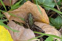 Pelophylax