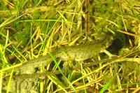 Lissotriton helveticus