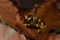 Salamandra salamandra