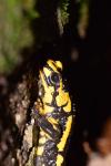 Salamandra salamandra