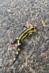Salamandra salamandra