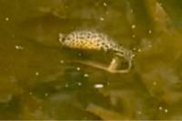 Ichthyosaura alpestris