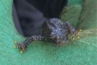 Triturus cristatus