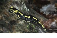 Salamandra salamandra