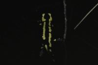 Salamandra salamandra
