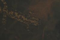 Triturus marmoratus