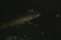 Lissotriton helveticus