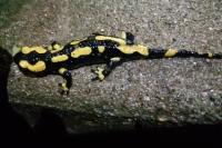 Salamandra salamandra