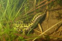 Triturus marmoratus
