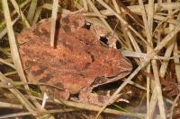 Rana dalmatina