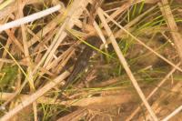 Salamandra salamandra