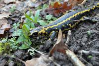 Salamandra salamandra