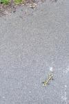 Salamandra salamandra