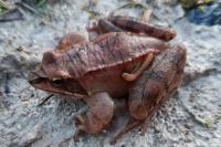 Rana dalmatina
