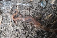 Lissotriton helveticus