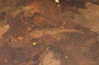 Lissotriton helveticus