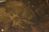 Triturus cristatus