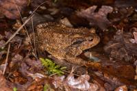 Bufo spinosus