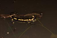 Salamandra salamandra