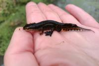 Lissotriton helveticus