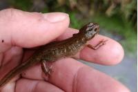 Lissotriton helveticus