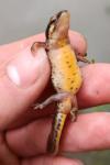 Lissotriton helveticus