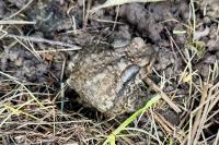 Bufo spinosus