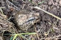Bufo spinosus