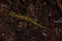 Triturus marmoratus