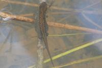 Lissotriton helveticus