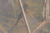 Salamandra salamandra