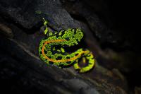 Triturus marmoratus