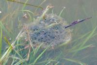 Rana dalmatina