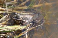 Pelophylax