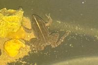 Pelophylax