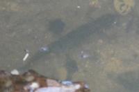 Lissotriton helveticus